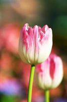 Im Garten blühen Tulpen. foto