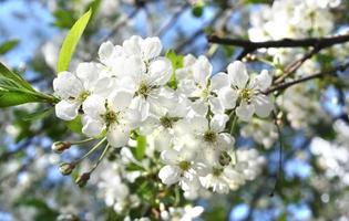 Blüten von Kirschbaum