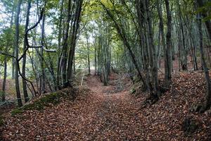 die magie der leuchtenden farben des herbstes in den italienischen wäldern im oktober 2022 foto