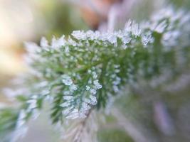 Morgenrauhreif umhüllte Herbstpflanzen im Garten foto