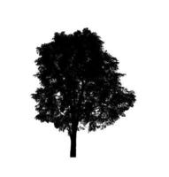 isolierte Baumsilhouette für Pinsel auf weißem Hintergrund foto