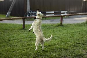 Hund springt nach Ball. Labrador im Sommer. Tierspiele. foto
