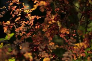 rote Blätter im Herbst. Herbstfarben in der Natur. kleine Blätter am Strauch. foto