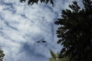 krähen fliegen in den himmel. zwei Vögel im Hintergrund der Wolken. Leben der Krähen. foto