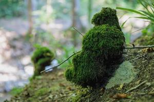 Schönes hellgrünes Moos, das aufgewachsen ist, bedeckt die rauen Steine im Wald foto