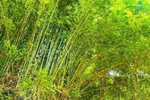 grüner gelber bambusbaum tropischer wald auf phuket island thailand. foto