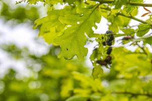 viele maikäfer können auf einmal in der natur in deutschland wanzen. foto