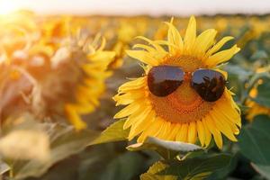 sonnenblume in schwarzer sonnenbrille gegen die untergehende sonne. foto