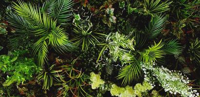 grüne Schlingpflanze, Rebe oder Efeu und rote Blätter Wand für den Hintergrund. natürliche Tapeten oder Naturmuster. Frische Saison foto