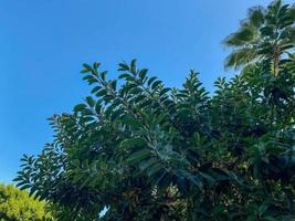 Grüne, natürliche, schöne Blätter von Bäumen und Sträuchern gegen den Himmel in einem warmen tropischen Land, Resort foto