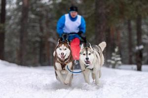Schlittenhunderennen. Husky-Schlittenhunde-Team ziehen einen Schlitten mit Hundemusher. Winterwettbewerb. foto
