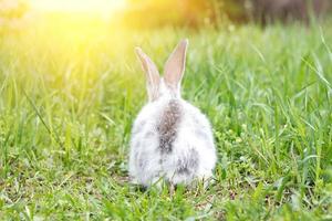 weißes, flauschiges Kaninchen auf grünem Gras. Osterhase. kleiner schöner Hase auf einer grünen Wiese foto