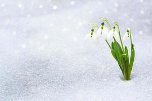 Schneeglöckchen im zeitigen Frühjahr unter dem Schnee mit Platz für die Inschrift. foto