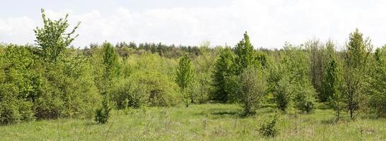 Panorama des jungen Waldes. ruhiger Wald foto