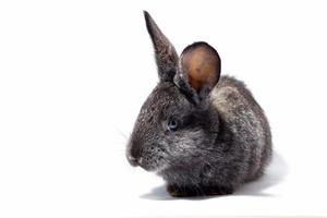 kleines flauschiges graues Kaninchen isoliert auf weißem Hintergrund, Osterhase. Hase für Ostern Nahaufnahme auf weißem Hintergrund. foto