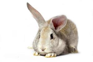 ein kleines flauschiges graues Kaninchen, das auf einem weißen Hintergrund isoliert ist. Osterhasen für die Frühlingsferien. foto