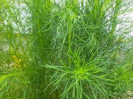 schöne Natur mit wilden Pflanzen, die schmücken foto