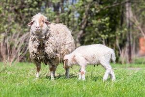 Schafe und Lamm auf grünem Gras