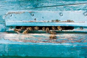 Bienen fliegen aus Beweisen heraus. Bienen sammeln Nektar foto