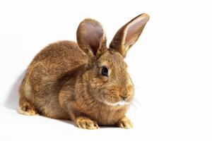 kleines flauschiges rotes Kaninchen isoliert auf weißem Hintergrund. hase für ostern nahaufnahme. foto