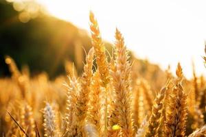Hintergrund der Reifung der Ohren des gelben Weizenfeldes foto