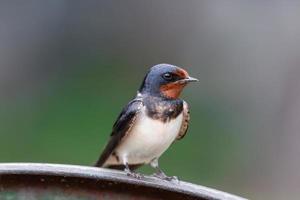 Dorfschwalbe am Zaun.. foto