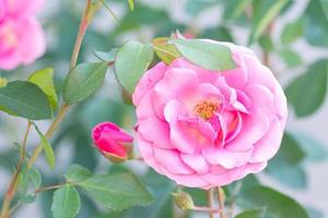 rosa Rosen im Garten. Blumensommerhintergrund.. foto