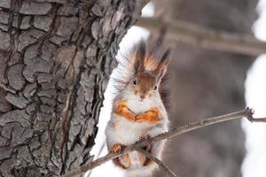 Eichhörnchen sitzt auf einem Ast im Winterwald und knabbert Samen auf schneebedeckten Bäumen Hintergrund.. foto