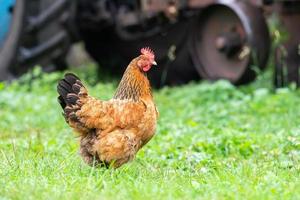 Gesundes Huhn im Garten. foto