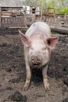 Schweinehaltung Aufzucht und Zucht von Hausschweinen. foto