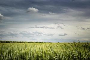 Weizenfelder in der italienischen Landschaft
