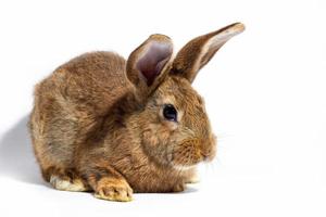 kleines flauschiges rotes Kaninchen isoliert auf weißem Hintergrund. hase für ostern nahaufnahme. foto