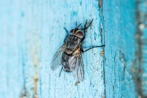 Stubenfliege, Fliege, Stubenfliege auf Blatt.. foto