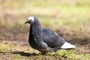 schöner taubenvogel, der auf gras steht. foto