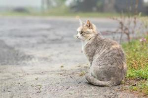 Grau gestreifte Katze läuft an der Leine auf grünem Gras im Freien. foto