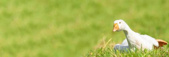 Seitenansicht der weißen Gans, die auf grünem Gras steht.. foto