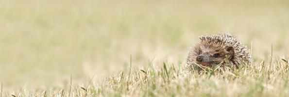 kleiner süßer Igel im Garten im grünen Gras foto