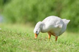 Seitenansicht der weißen Gans, die auf grünem Gras steht.. foto