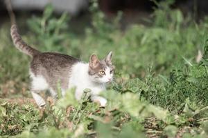 süße katze, die im park bei regen spielt foto