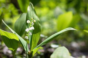 Wald Maiglöckchen im Frühjahr. zerbrechliche Waldblumen. saisonale Blumen foto