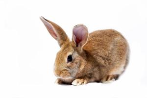 ein kleines flauschiges rotes kaninchen auf weißem hintergrund, ein osterhase für ostern. Kaninchen für Frühlingsferien. foto