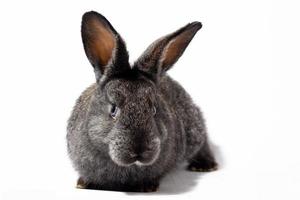 kleines flauschiges graues Kaninchen isoliert auf weißem Hintergrund, Osterhase. Hase für Ostern Nahaufnahme auf weißem Hintergrund. foto