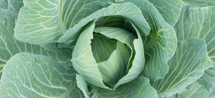 eine Schaukel aus reifem Kohl mit Wassertropfen auf den Blättern foto