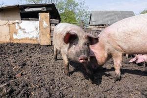 Schweinehaltung Aufzucht und Zucht von Hausschweinen. foto