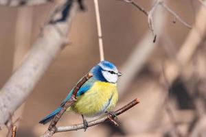 eine blaumeise cyanistes caeruleus thront. foto