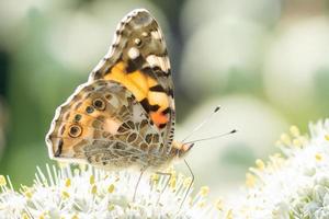 schmetterling auf blütenblume in grüner natur. foto