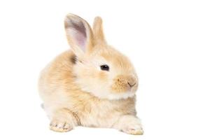 flauschiges Kaninchen, das auf das Schild schaut. isoliert auf weißem Hintergrund. foto