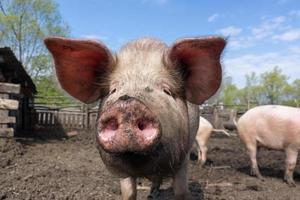 Schweinehaltung Aufzucht und Zucht von Hausschweinen. foto