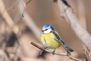 eine blaumeise cyanistes caeruleus thront. foto