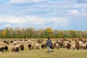 Schafe und Lamm auf grünem Gras..